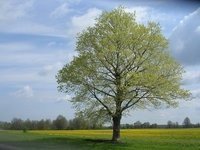 Spring Tree in Ohio